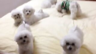 Cute dogs