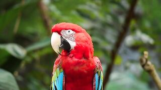 Natuar bird