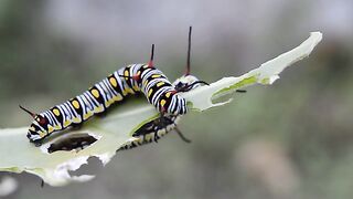 Natuar