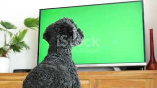 Funny doge