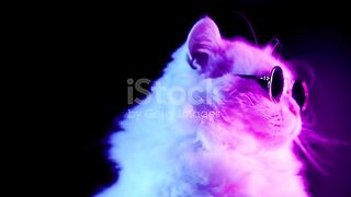 Beautiful cat