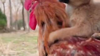 hen and dog funny video