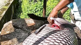 20Kg The Biggest Big Catla Fish Cutting video