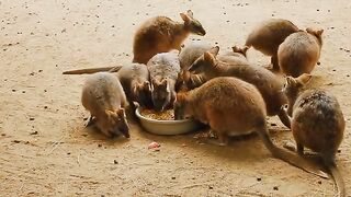 Funny animal