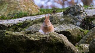 Beautiful rabit