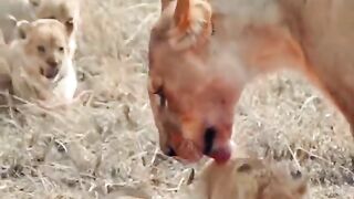 Lion Baby ????????