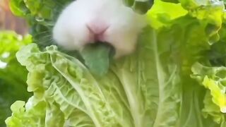 kids videos | video for kids