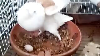 Fancy pigeons