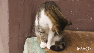 Amazing cat funny
