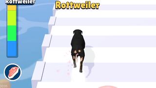 Doogy Run Gameplay all levels | Android, iOS mobile | new updates #shorts games !
