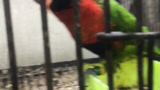 Beautiful lorry parrot playing