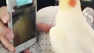 funny videos | memes parrot videos 2023 | subscribe