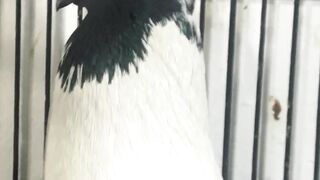 Black white pigeon