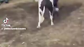 Angry Bull