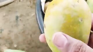 Sahi_Aam_Kaise_Chune___How_to_Choose_the_Right_Mango___