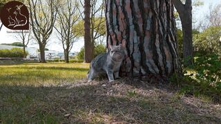 funny & cute cats #07