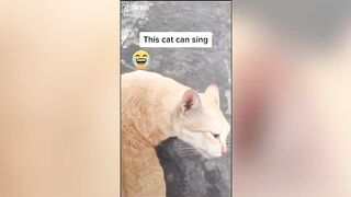 BEST CAT MEMES COMPILATION OF 2020 PART 17 (FUNNY CATS)