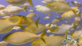 Red Sea Diving