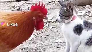 Cat cock funny video of tiktok