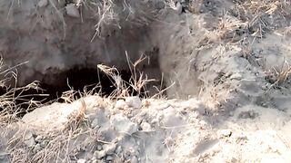 2023 new hunting video seh ka shikar