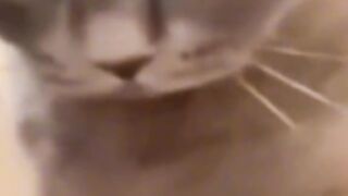Gpzin kuchuk????????????????