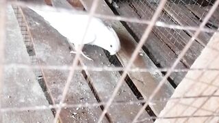 Cocktail parrot????????????????
