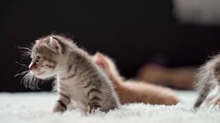 Lovely kittens
