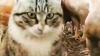 OMG! Cat vs chicken funny fight ♥️
