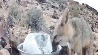 A Small Act Of Kindness In The Forest