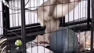 Monkey and her mate dancing