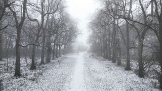 Winter Boot - dog walking in the snow | Trending HD Video