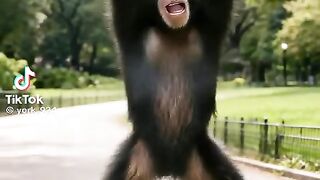 Monkey dancer