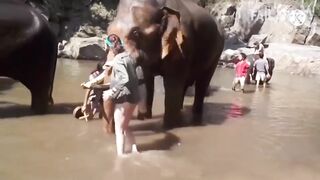funny animal videos 10