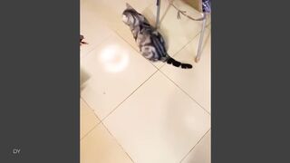 Cat - You Can t Stop Laughing At These Cats TOP Funny Cats Video 2025 | Trending HD Video