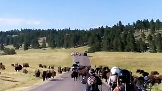 Bikers Surrounded by a Bison Herd