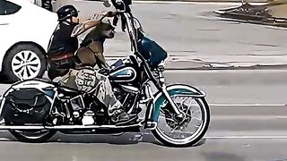 These Dogs Were Born to Ride