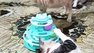 Three cats, one toy… and zero personal space! 😂🐱🐾