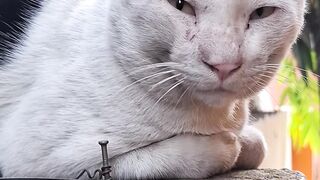 Sacramento River Cats - serene white cat resting on stone wall | Cat | Cutex | Cutek | Catsan
