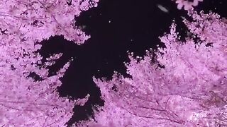 📍 Cherry Blossom Wuxi Jiangsu China Donghua 🇨🇳