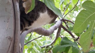 curious cat exploring tree branches outdoors | Sacramento River Cats | Cutex | Cutek | Catsan
