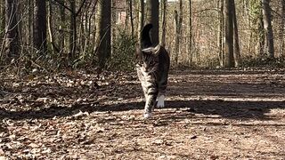 tabby cat strolling through sunny forest path | Sacramento River Cats | Cutex | Cutek | Catsan