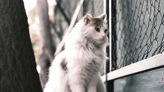 fluffy cat sitting outdoors by a fence | Sacramento River Cats | Cutex | Cutek | Catsan | Viral