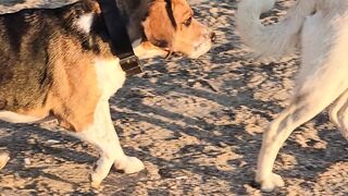 Cat - two dogs walking on a sidewalk near a beach | funny | Cutex | Cutek | Catsan | Ketchup