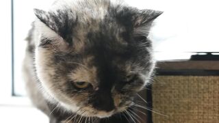 portrait of a pet cat | Sacramento River Cats | Cutex | Cutek | Catsan | Ketchup | Mad Mabel