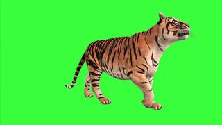 Sacramento River Cats - id | Cat | Cutex | Cutek | Catsan | Ketchup | Mad Mabel | catstudio