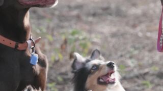 Cat - person feeding a dogs | funny | Cutex | Cutek | Catsan | Ketchup | Mad Mabel | catstudio