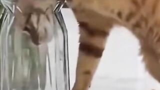 Funny animals part 14