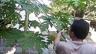 Harvesting Papaya Flowers in an Indonesian Village