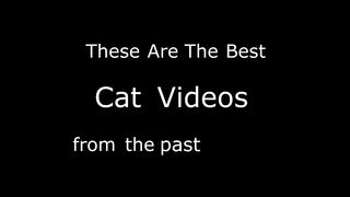 20 Minutes Of The Funniest Cats On The Internet | Sacramento River Cats | Cutex | Cutek | Viral