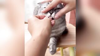 Funniest Cats and Dogs Clip 2025 Try Not To Laugh | Sacramento River Cats | Cutex | Cutek | HD